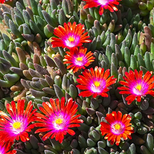 Fleischfressende Pflanzen Kaufen Samen Sukkulenten Topf Succulent Plants - Delosperma Cooperi Mittagsblume Winterharte Stauden MehrjäHrig Balkonpflanzen Zimmerpflanzen Bodendecker 50Stück von WJKWY-Q