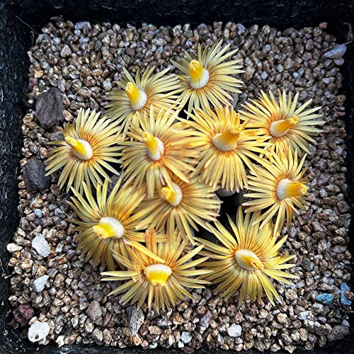 Fleischfressende Pflanzen Kaufen Samen Sukkulenten Topf Succulent Plants - Lithops Lebende Steine Seltene Pflanzen Serie - Ausgefallene Geschenke KräUtergarten Deko Pflanze PflanztöPfe 300Stück von WJKWY-Q