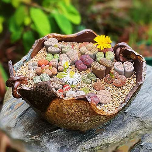 Fleischfressende Pflanzen Kaufen Samen Sukkulenten Topf Succulent Plants - Lithops Lebende Steine Seltene Pflanzen Serie - HeilkräUter Saatgut Alte Sorten Hochbeet Balkon Deko Garten Geschenk 800 von WJKWY-Q