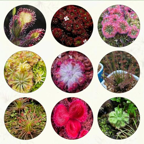 Fleischfressende Pflanzen Sonnentau Samen - Drosera Capensis - Sukkulenten Succulent Plants - Garden Gartenpflanzen Winterhart Pflanzensamen Zimmerpflanzen Geschenk Für Pflanzenliebhaber 120 Stück von WJKWY-Q