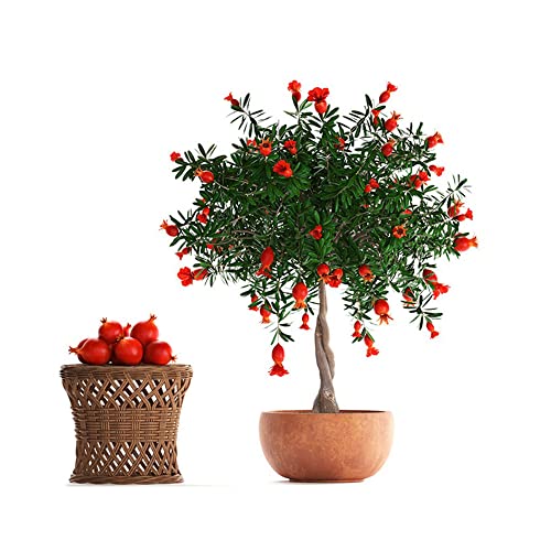 Granatapfel Samen Granatapfelbaum Winterhart - Punica Granatum - Winterharte Stauden Mehrjährig Bio Saatgut Dekopflanzen Winterharte Balkonpflanzen Nachhaltige Geschenke Für Frauen 350 Stück von WJKWY-Q