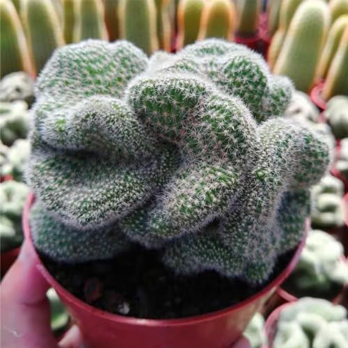 Kaktus Pflanze Samen Kakteen Exotische Pflanzen Winterhart Cactus KräUter GrüNpflanzen Zimmerpflanzen Succulent Plants Balkon Deko Fleischfressende Sukkulenten KräUterpflanzen 10Stück von WJKWY-Q