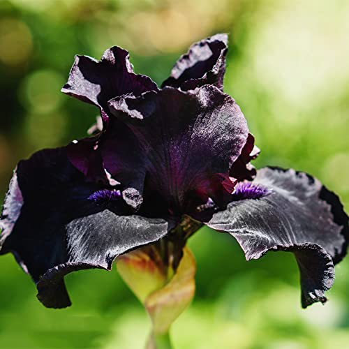 Kaufen Schwertlilien Iris Winterhart Staude Knolle Schwertlilie Blumenzwiebeln Schwarze Blumen Geschenke FüR Gartenfreunde Winterblumen Pflanze Balkon Pflanzendeko Gartenblumen 4zwiebeln von WJKWY-Q