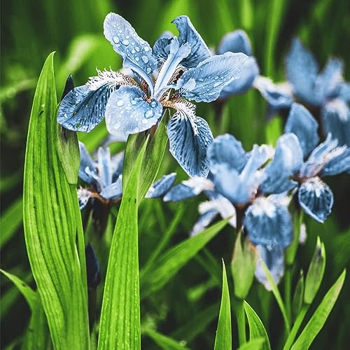 Kaufen Schwertlilien Knollen Zwiebeln Winterhart MehrjäHrig - Hydroponik Exotische Schwertlilie - Iris Winterblumen Nachhaltige Geschenke Blumen Winterharte Balkonpflanzen Pflanzen （5） von WJKWY-Q