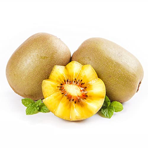 Kiwi Pflanze Winterhart Kiwibeeren Pflanze Seed Balkonpflanzen Kiwibeere Obst Samen SäUlenobst Kletterpflanzen Bio Winterharte Stauden Pflanzen Winterhart DraußEn 200StüCk von WJKWY-Q