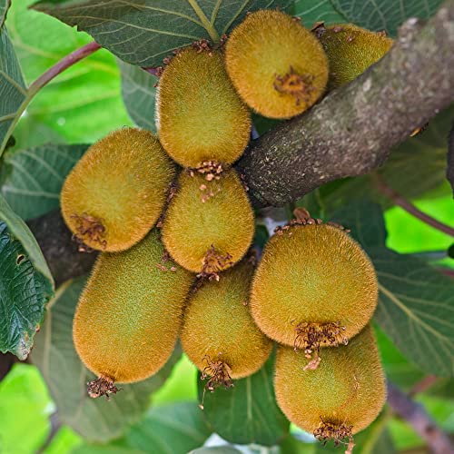 WJKWY-Q Kiwibeeren Pflanze Kiwibeere Kiwi Pflanze Winterhart Kletterpflanzen Winterhart Schnellwachsend ZwergobstbäUme Obst Samen Zimmerpflanzen Gartenpflanzen Winterhart MehrjäHrig 300StüCk, Grün von WJKWY-Q