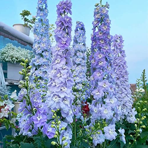 Lila Rittersporn Samen Pflanze Winterhart MehrjäHrig - Delphinium Seltene Pflanzen Serie - Ausgefallene Geschenke KräUtergarten Blumensamen Wildblumensamen Winterharte Pflanzen FüR Garten 250Stück von WJKWY-Q