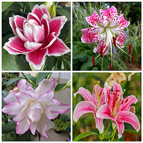 Lilien Zwiebeln Stauden Winterhart MehrjäHrig Blumenzwiebeln Riesenlilien Baumlilien Winterhart MehrjäHrig Gartenpflanzen Winterhart MehrjäHrig Exotische Pflanzen 8Zwiebeln von WJKWY-Q