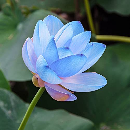 Lotus Samen Lotussamen Bonsai Seerose - Hydroponic Seltene Pflanzen Serie - Geschenke FüR Gartenliebhaber Hochbeete FüR Garten GartenkräUter Winterharte KüBelpflanzen MehrjäHrig Blumendeko 40Stück von WJKWY-Q