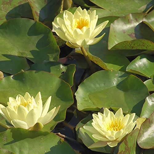 Lotus Samen Lotussamen Bonsai Seerose - Hydroponic Seltene Pflanzen Serie - Pflanztopf Topf Pflanze KüBelpflanzen Winterfeste Pflanzen FüR Balkon Blumensamen KräUtergarten Geschenk Garten 40Stück von WJKWY-Q