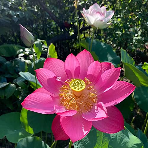 Lotus Samen Lotussamen Bonsai Seerose - Hydroponic Seltene Pflanzen Serie - Winterharte Stauden KräUter Samen MehrjäHrig Blumen Saatgut Blumensamen Bienenwiese KräUter Balkon Pflanze 20Stück von WJKWY-Q