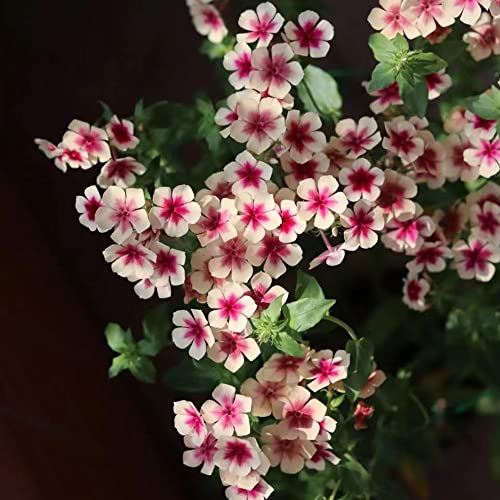 Phlox Pflanzen Winterhart MehrjäHrig Samen Wildblumensamen Flowers Blumen Gastgeschenke Hochzeit Blumensamen GartenkräUter Exotische Zimmerpflanzen Steingartenpflanzen Winterharte Stauden 800Stück von WJKWY-Q