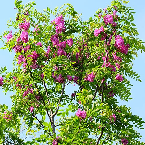 Robinie Robinia Pseudoacacia Samen - Seltene Pflanzen Serie - Saatgut Deko Pflanze Hochbeet Balkon Blumendeko Blumen Geschenk Baumsamen Bäume Plants Exotische Pflanzen Winterhart 600 Stück von WJKWY-Q