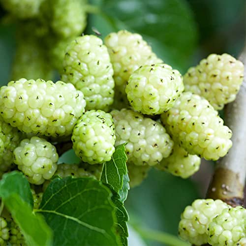 Samen Maulbeeren Baum Winterhart WeißE Maulbeere Kaufen Maulbeerbaum Bio ObstbäUme Obst Samen Stauden Winterhart MehrjäHrig Balkonpflanzen Garten Geschenk Balkon Pflanzen Deko 80Stück von WJKWY-Q