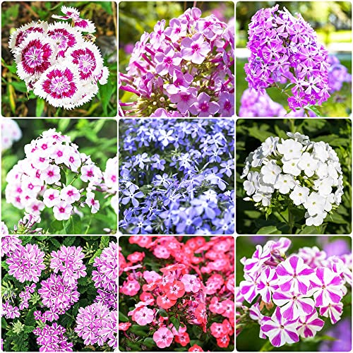 Samen Polster Phlox Saatgut Alte Sorten Steingarten Mischung MehrjäHrig Staude KräUter KüChe Bienenwiese Blumensamen Hochzeit Gastgeschenk KräUterbeet Blumen Deko Pflanzen Bonsai Topf 300Stück von WJKWY-Q