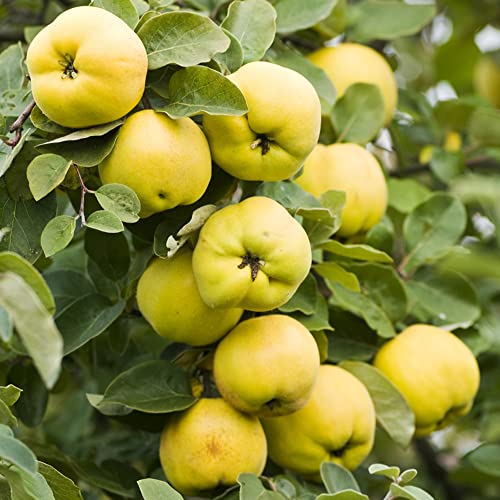 Samen Quittenbaum Winterhart Kaufen Quitte Spalierobst Bonsai Baum ObstbäUme KräUtergarten Winterharte KüBelpflanzen Geschenke FüR Gartenfreunde Zimmerpflanzen Bio Saatgut Stauden 50Stück von WJKWY-Q