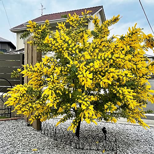 Schlafbaum Winterhart Seidenbaum Albizia Samen Gelb Baum Pflanze Bonsai Pflanzensamen BüRopflanzen Exotische Balkonpflanzen Winterhart MehrjäHrig Balkonpflanzen 20Stück von WJKWY-Q