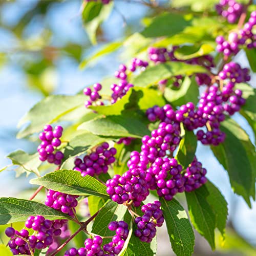 SchöNfrucht Liebesperlenstrauch Winterhart Samen Callicarpa Bodinieri HeilkräUter Winterharte Pflanzen FüR Garten Balkonpflanzen Winterharte KüBelpflanzen Stauden Deko 200Stück von WJKWY-Q