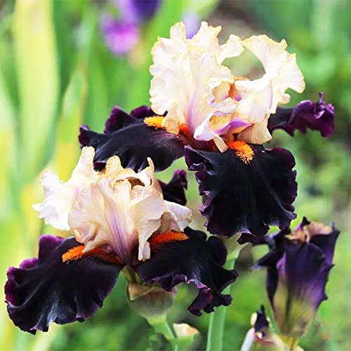 Schwertlilie Iris Blumen Zwiebeln Schwertlilien Winterhart Knolle Nachhaltige Geschenke - Hydroponik Exotische Pflanzen - Geschenke FüR Gartenfreunde Blumenwiese Blumenzwiebeln FrüHblüHer 3zwiebel von WJKWY-Q