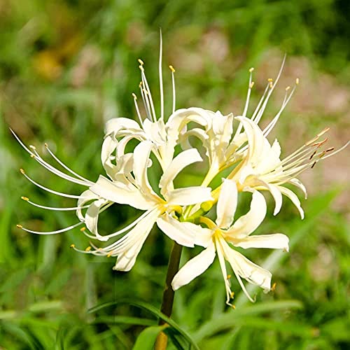 Spinnenlilie Deko Lycoris Radiata Zwiebeln Spinnenlilien Blutblume Zwiebel Exotische Pflanzen Winterhart Winterharte KüBelpflanzen Balkon Blumen Stauden KräUtergarten Zimmerpflanzen 3stüCk von WJKWY-Q