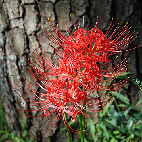 Spinnenlilie Rot Zwiebeln Lycoris Radiata Winterharte Stauden Bodendecker Winterharte Pflanzen FüR Garten Spinnenlilien Gartenpflanzen Winterhart MehrjäHrig Blumenzwiebeln Pflanzen Geschenk -3 von WJKWY-Q