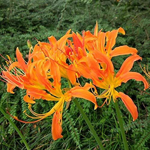 Spinnenlilie Zwiebeln Lycoris Radiata Balkonpflanzen KräUter Blumenzwiebeln MehrjäHrig Winterhart Bodendecker Blumen Geschenk Blumenzwiebel Exotische Pflanzen Winterharte KüBelpflanzen 3stüCk von WJKWY-Q