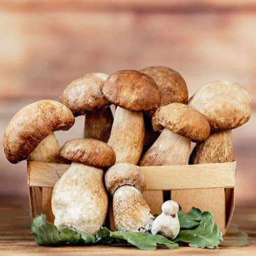 Steinpilze Pilze Mushroom Samen Fungi Pilz - Pilze Selber ZüChten - Bio Geschenke Pflanzensamen GemüSe Hochbeet Winter GemüSesamen Pflanzen KräUtergarten KräUter 400Stück von WJKWY-Q