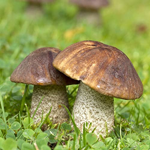 Steinpilze Pilze Mushroom Samen Fungi Pilz - Steinpilze Selber ZüChten Garten Geschenk GemüSe Saatgut Alte GemüSesorten GemüSepflanzen KräUtersamen KräUtergarten 50Stück von WJKWY-Q