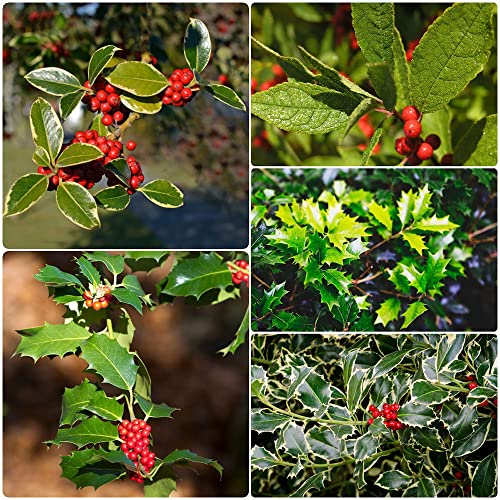 Winterhart Stechpalme Samen Ilex Aquifolium Stauden Deko Pflanzen Zimmerpflanzen Baumsamen BäUme Garten Winterhart Kaufen Hydrokultur SträUchern Bonsai Topfpflanzen DraußEn 30Stück von WJKWY-Q