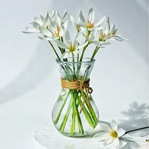 Zephyranthes candida zwiebeln - Hydroponik blumenzwiebeln - winterharte balkonpflanzen balkon hochbeet frühlingsblüher zwiebeln bonsai nachhaltige produkte blumen deko 8 Stück von WJKWY-Q