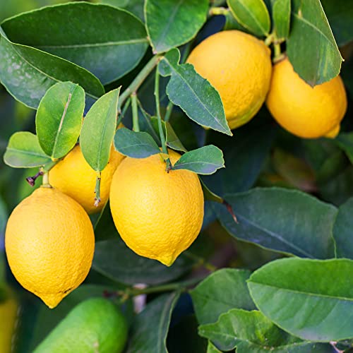 Zitronenbaum Samen Winterhart Lemon Tree Limetten Orangenbaum Lemontree Obst Samen ObstbäUme SäUlenobst Zimmerpflanze Bio Saatgut Winterharte KüBelpflanzen Balkonpflanzen Citrus Kumquat 50Stück von WJKWY-Q