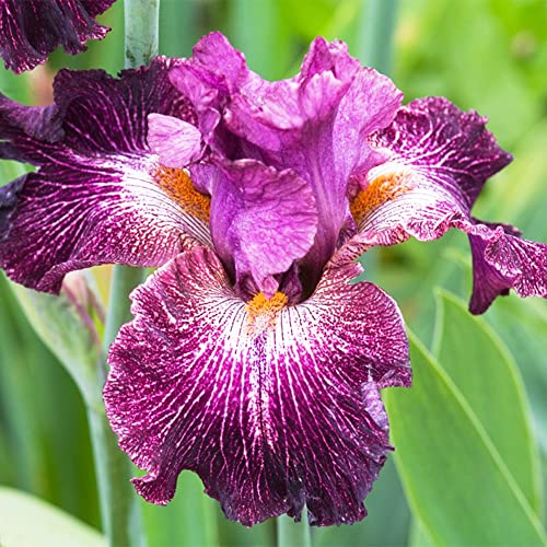 Zwiebeln Schwertlilien Knollen Winterhart Staude Schwertlilie - Exotische Pflanzen Serie - Iris Blumenzwiebeln MehrjäHrig Hydroponik Pflanze Balkon Deko Blumen Geschenk Blumenzwiebel 2Stück von WJKWY-Q