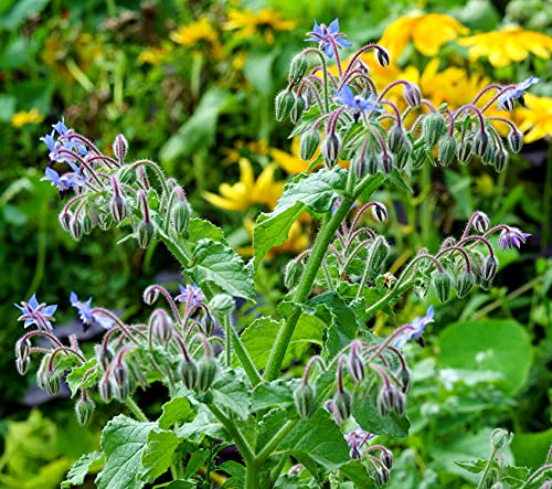 borretsch samen mehrjährig,Borago officinalis,saatgut winterharte pflanzen für garten geschenk blumenwiese pflanztopf blumensamen balkon garten samen blumensaat gartenblumen bienenweide 10 Stück von WJKWY-Q