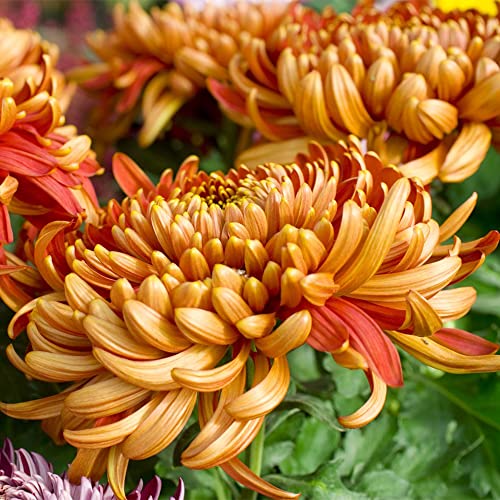 chrysantheme samen chrysanthemen pflanzen winterhart - exotische pflanzen Serie - winterharte balkonpflanzen zimmerpflanzen balkon deko blumen samen blumenwiese samen mehrjährig 150Stück von WJKWY-Q