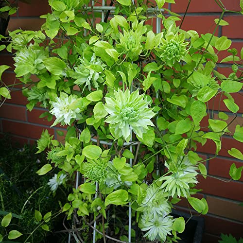 WJKWY-Q clematis winterhart mehrjährig Blumenzwiebeln kletterpflanzen zwiebeln pflanzen garten stauden geschenke für gartenfreunde exotische pflanzen Klematis 1 zwiebeln, Grün von WJKWY-Q