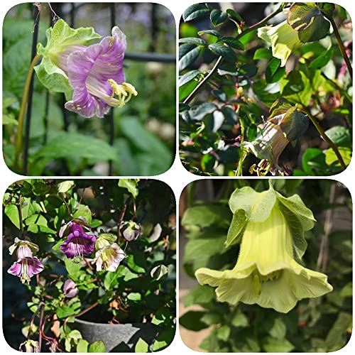 glockenrebe kletterpflanze samen,Cobaea scandens,Seltene Pflanze serie,blühmischung pflanzen für sonnige plätze dachbegrünung zimmerbonsai bonsai balkon pflanzen winterfest 200 Stück von WJKWY-Q