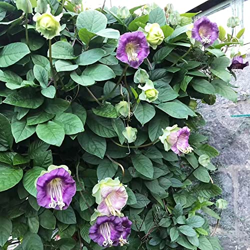 glockenrebe kletterpflanze samen - Cobaea scandens - Seltene Pflanze serie - gartenblumen mehrjährig winterhart seeds winterfeste pflanzen für garten bienenweide bienenwiese urban gardening 700 Stück von WJKWY-Q