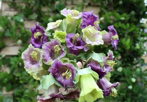 glockenrebe pflanze samen,Cobaea scandens Violette Glocke,Glockenrebensamen,frühlingsblumen flower seeds luftreinigende zimmerpflanzen exotische zimmerpflanzen wiesensaatgut gartenpflanzen 80 Stück von WJKWY-Q