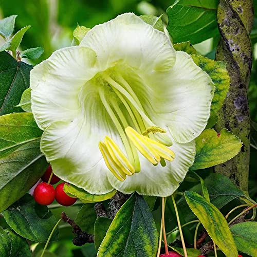 glockenrebe weiß,Cobaea scandens samen,Glockenrebensamen fensterbank deko innen alte sorten saatgut stauden winterhart mehrjährig dekopflanze wildblumen gartenpflanze 300 Stück von WJKWY-Q