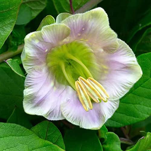 glockenrebe winterhart pflanze - Violette Glocke samen - Cobaea scandens Glockenrebensamen gardening blumen saatgut balkon garten pflanzensamen zimmerpflanzen steingartenpflanzen pflanzendeko 200Stück von WJKWY-Q