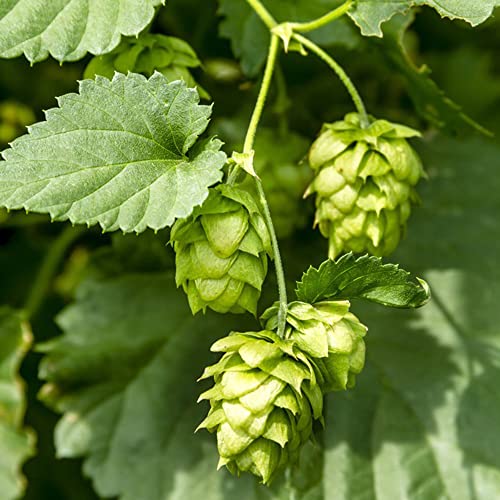 hopfen pflanze mehrjährig winterhart,hopfenblüten hopfenpflanzen,Seltene Pflanzenserie,saatgut geschenk balkon pflanze fensterbank deko innen pflanzen winterhart draußen 550 Stück von WJKWY-Q