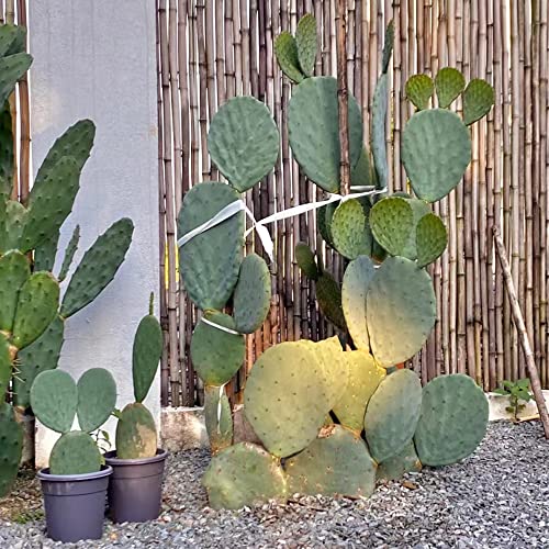 kakteen samen winterhart - kaktus pflanze cactus - fleischfressende pflanzen Sukkulenten - winterfeste pflanzen für kübel garten pflanzen winterharte dachbegrünung samen 30 Stück von WJKWY-Q