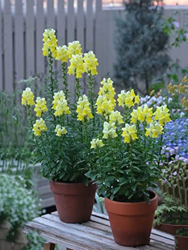 löwenmäulchen samen mehrjährig - Zwerg-Löwenmaul - blumensamen bienenwiese blumenwiese bloom indoor garten pflanztopf bienenwiese saatgut wildblumensamen 500 Stück von WJKWY-Q