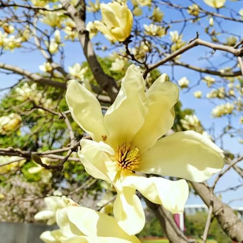 magnolia grandiflora samen,magnolienbaum winterhart gelb,magnolie,winterfeste pflanzen für kübel pflanztopf blumensamen mehrjährig winterhart pflanzen deko bäume 20 Stück von WJKWY-Q