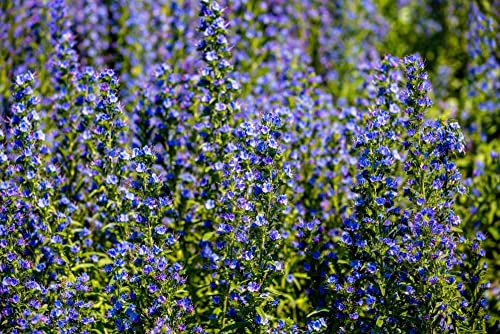 natternkopf pflanze kaufen,Echium vulgare samen,blumensamen,blumensamen gastgeschenk blumenwiese mehrjährig winterhart plant 150Stück von WJKWY-Q