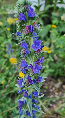 natternkopf pflanze kaufen,Echium vulgare samen,blumensamen,topfpflanzen mini garten balkon pflanze bienenweide saatgut mehrjährig bienenweide pflanzen für sonnige plätze 250Stück von WJKWY-Q