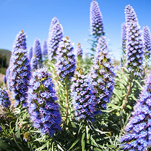 natternkopf samen mehrjährig - Echium vulgare - blumensamen - Seltene Pflanzenserie - luftreinigende zimmerpflanzen saatgut geschenk indoor garden balkon wiesensaatgut winterhart 100Stück von WJKWY-Q