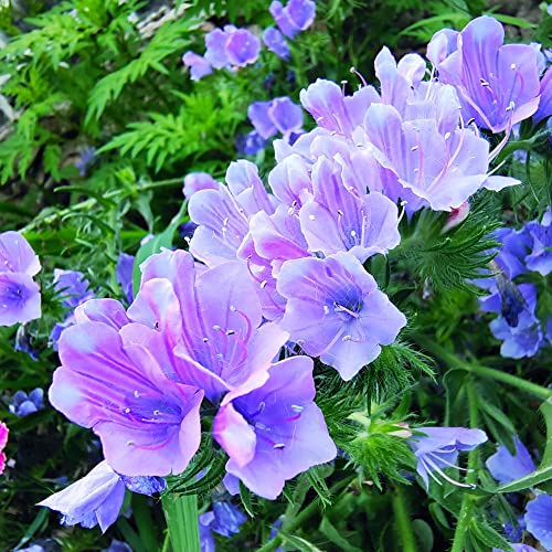 natternkopf samen mehrjährig - Echium vulgare - blumensamen - hochbeett blumen deko zimmerpflanze garden wildblumensamen winterharte stauden pflanztöpfe 600Stück von WJKWY-Q