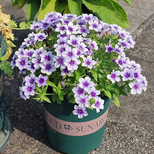 phlox stauden winterhart samen - Phlox drummondii - blumensamen bodendecker, bonsai biosaatgut balkonpflanzen blumendeko garten pflanzen gartendeko für draußen 200 Stück von WJKWY-Q