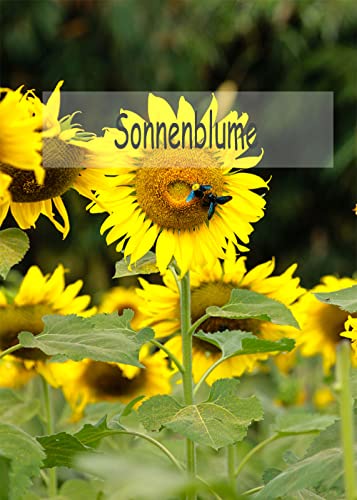 sonnenblumen samen pflanzen garten kleine geschenke winterharte kübelpflanzen balkon pflanze pflanzensamen exotische pflanzen seed 150Stück von WJKWY-Q